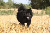 CHOW CHOW 031